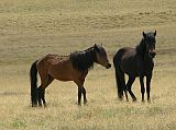 Tibet Guge 01 To 11 Wild Horses Konjo pointed out wild asses and horses on the way from Sangsha to Tholing.